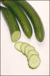 Cucumber